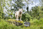 OC 4 + Pet Kit - Image 6