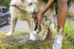 OC 4 + Pet Kit - Image 7
